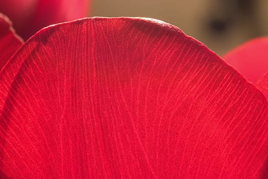 Tulip 06