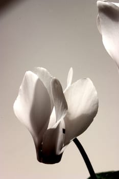Alpenfeilchen 01
