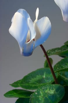 Alpenfeilchen 02