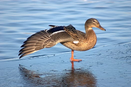 Stretched duck