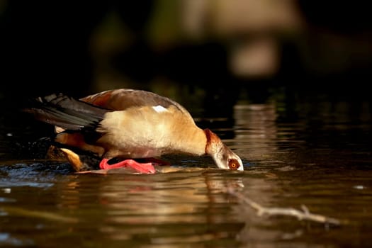 When the ganter rises,the goose first drowns completely,so he grabs the feathers in her neck and pulls them up so that she does not drown