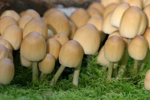Mushrooms on moss