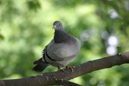 Dove