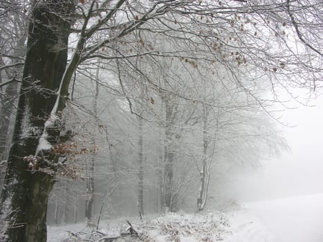 Winter impressions