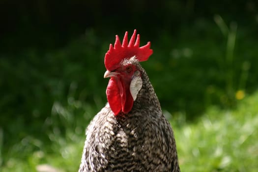 Rooster Portrait