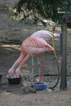 Flamingos