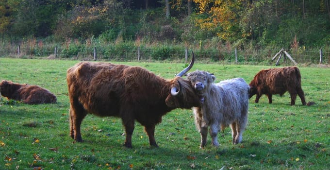 ... seen today in the Haxtergrund,I am always amazed at the equanimity of these animals... a horde of preschoolers can't upset them.