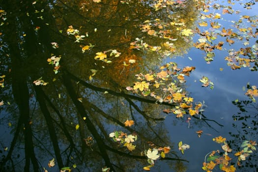 floating leaves