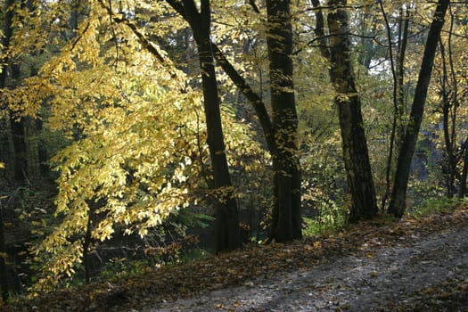 Autumn forest