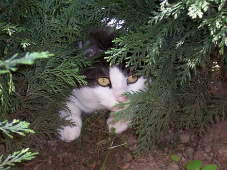 Cat on the lookout
