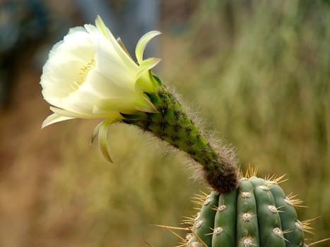 Cactus Blossom I