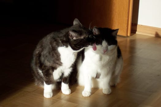 This is a snapshot that shows my two "bitches"" in intimate togetherness. I was just happy to get my two on a picture that I wanted to show you the picture ...  -)"
