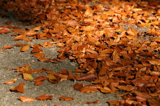 Leaves on the streets