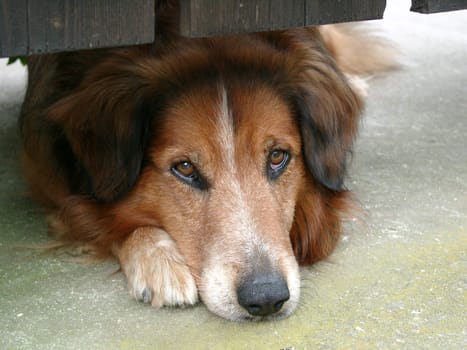 Dog gaze