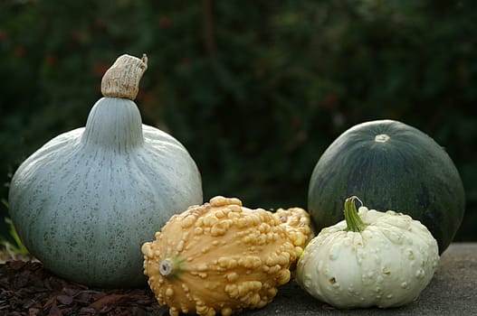 Four pumpkins