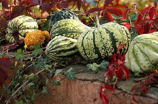 Gourds