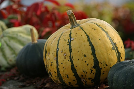 Pumpkin,yellow