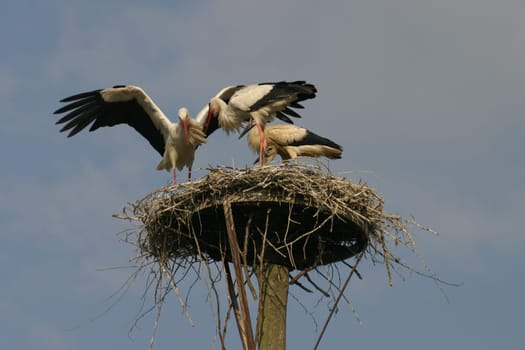Stork's nest