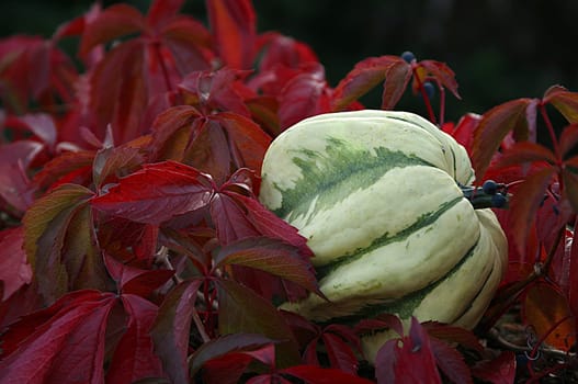 Pumpkin,solo