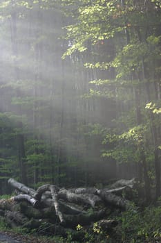 Sunbeams