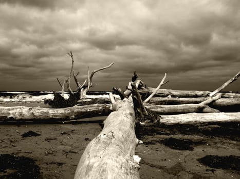 Tree on the beach