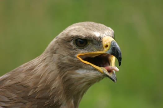 Eagle gaze