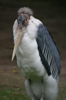 Marabou stork