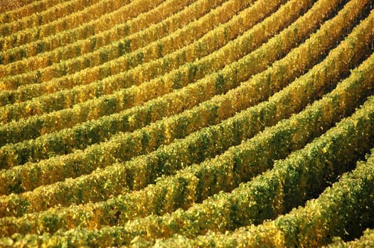 Patterns in the vineyard
