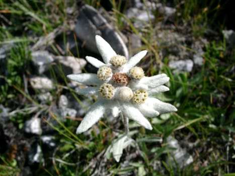edelweiss ii