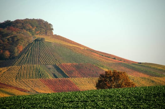 Vineyard