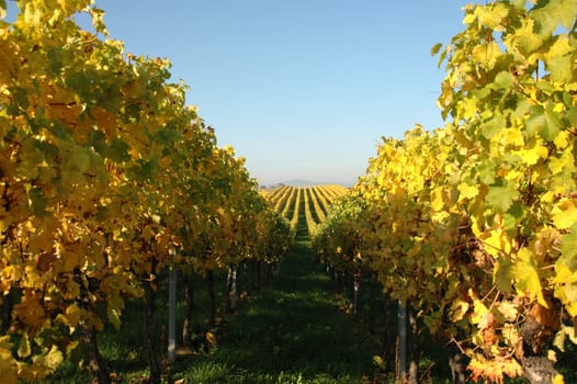 Wine in autumn