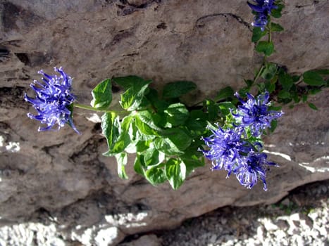 Devil's Claw III