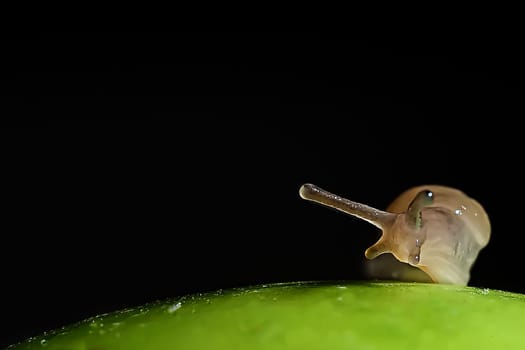 Snail 1