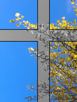 Mourning Ginkgo