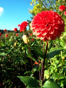 Autumn flower