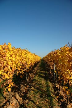 autumnal vineyard