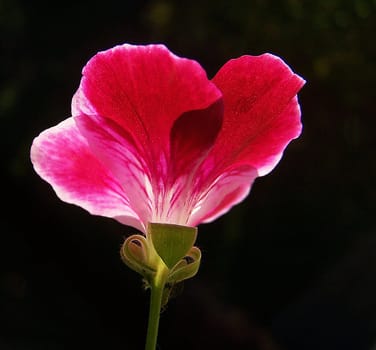 wild geranium