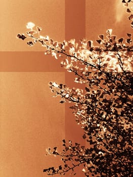 Mourning Ginkgo 2