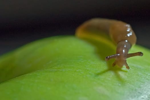 Snail 4