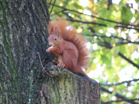 Thanks for the nut