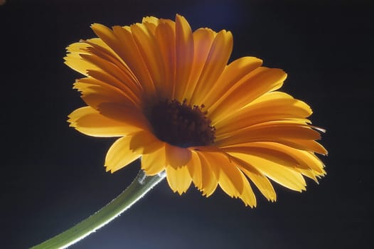 Calendula 1