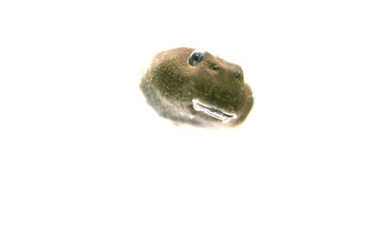 Tadpole