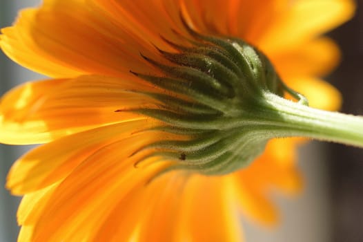 Calendula 3