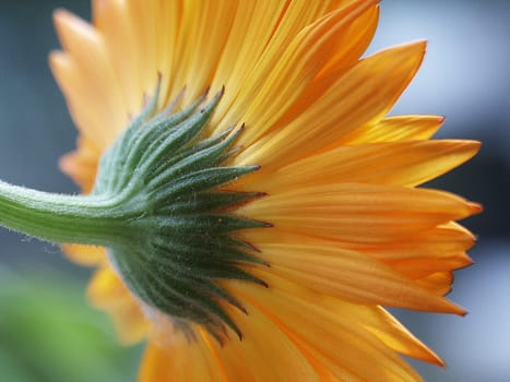 Calendula 7
