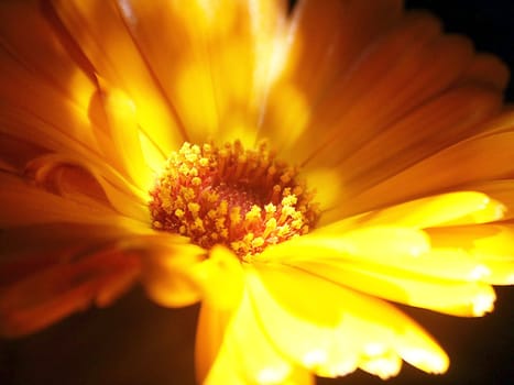 Calendula 4