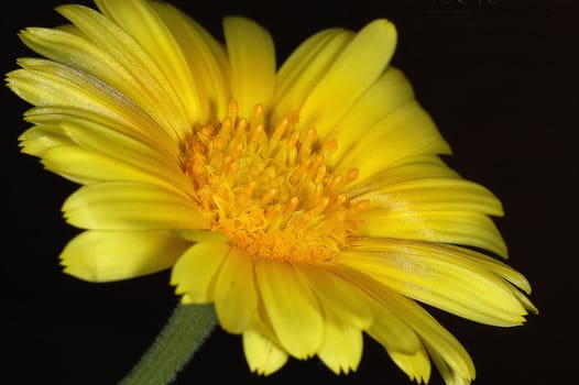 Marigold 10
