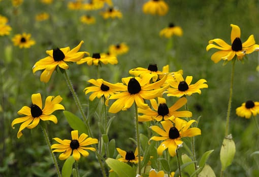 Marigold 11