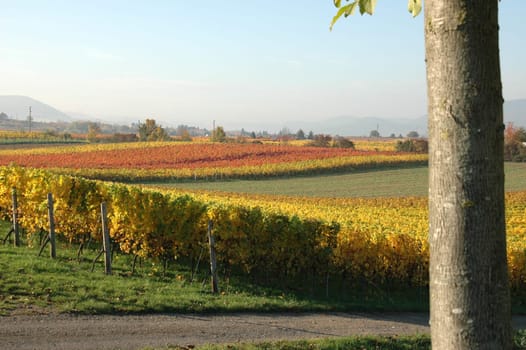 Autumnal wine landscape