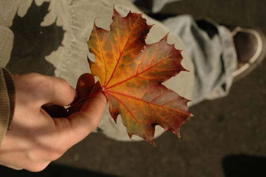 Autumn leaf