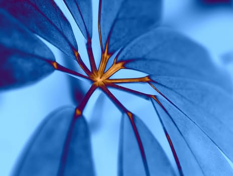 Blue leaves